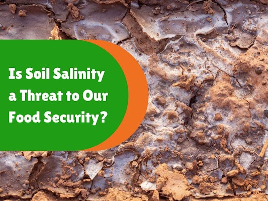 Soil Salinity threathens food security