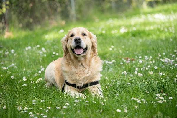 Southside Veterinary Clinic photo 1