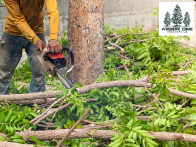tree services Colorado Springs