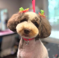 Best In Show Doggy Daycare, Groom & Board 2