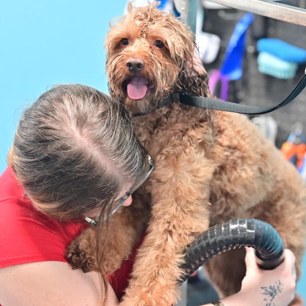 Barksuds | Pet Grooming photo 1