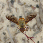 Bee Fly