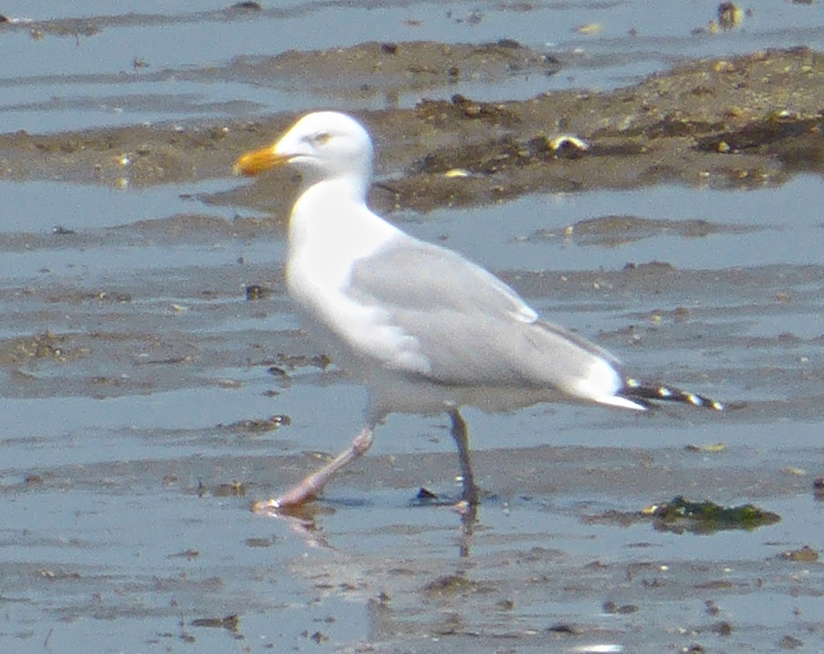 Herring Gull