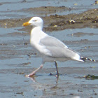 Herring Gull