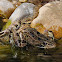 Culebra viperina (Viperine snake)