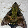 Hummingbird Hawk-moth