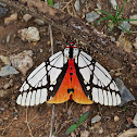 Milky Tiger Moth