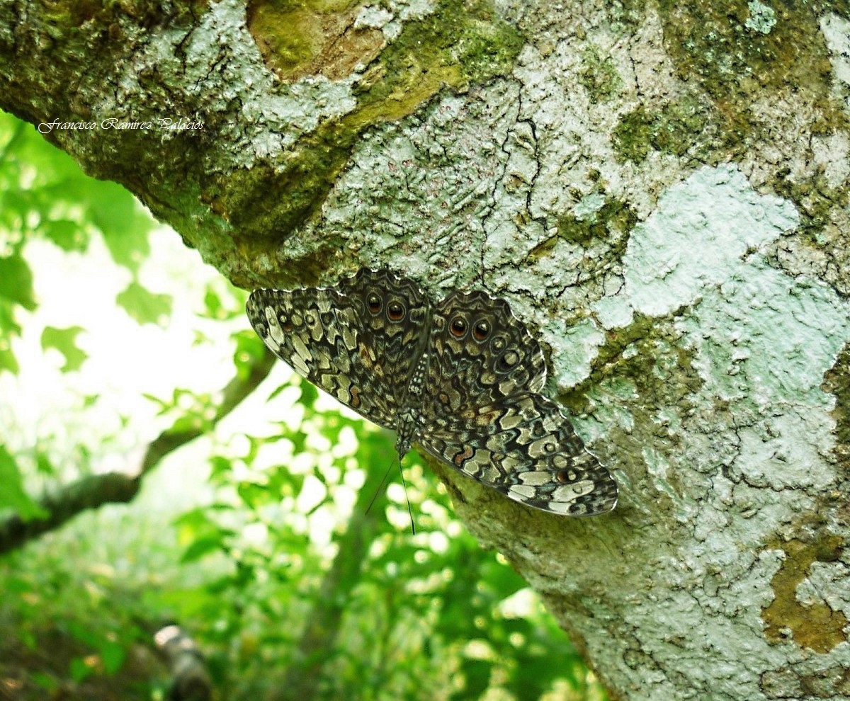 Cracker Butterfly