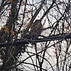 Cooper’s Hawk