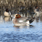 Eurasian Wigeon