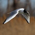 Bonaparte's Gull (Breeding Adult In Flight)