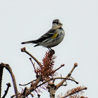 Yellow-rumped Warbler