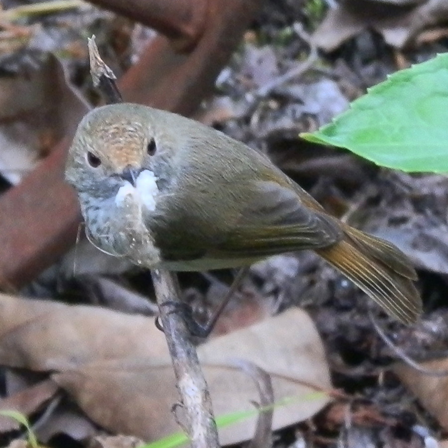 Brown Thornbill