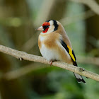 European Goldfinch