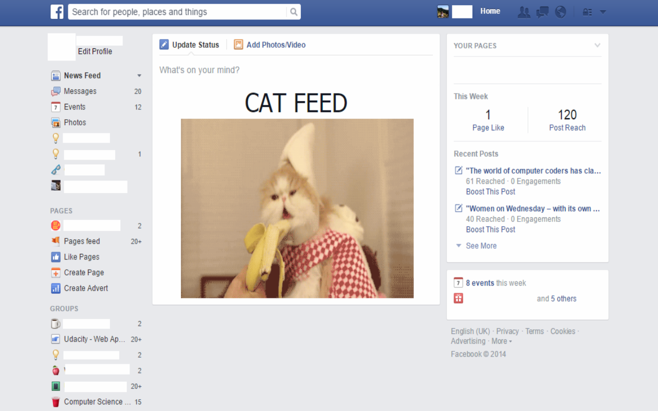 Cat Feed Preview image 1