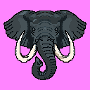 Elephant Magenta