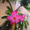 Desert Rose