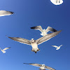 Laughing Gull - winter plumage