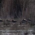 Black-tailed Godwit; Aguja Colinegra