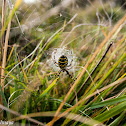 Wasp spider