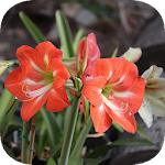 Cover Image of Descargar Amaryllis (Hippeastrum) Wallpaper 1.0 APK