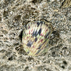 Bleeding Tooth Nerite