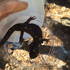 Spotted salamander