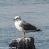 Yellow-legged Gull; Gaviota Patiamarilla