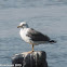 Yellow-legged Gull; Gaviota Patiamarilla