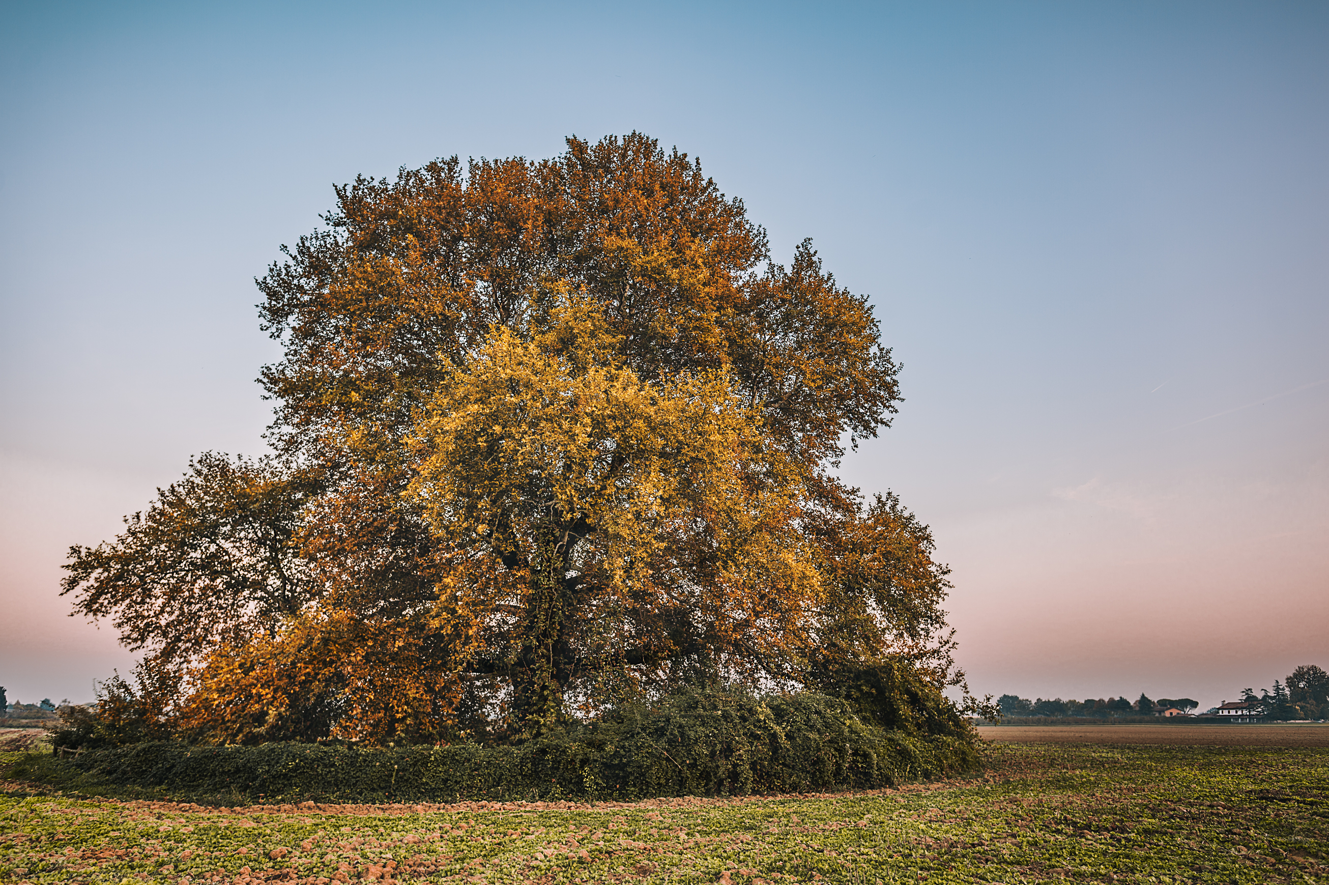 Dipinto dall'Autunno di utente cancellato