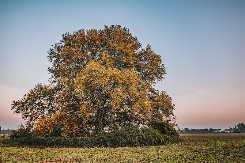 Dipinto dall'Autunno di utente cancellato