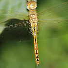 Globe Skimmer