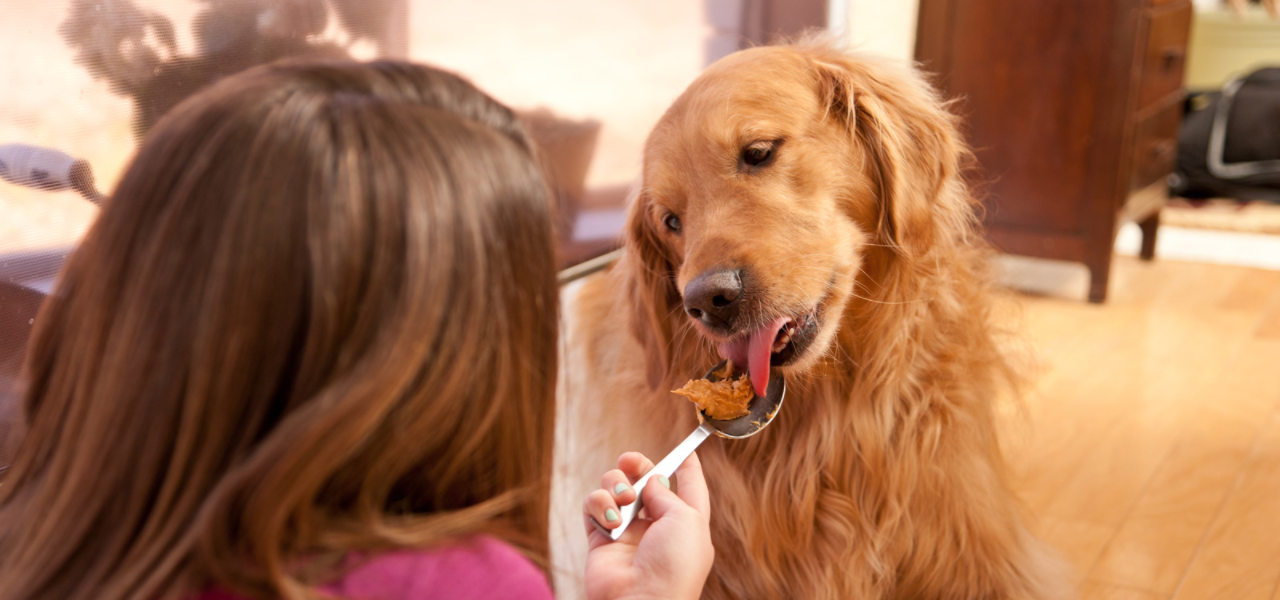 Can Dogs Eat Pecans? | Pet Care Advisors