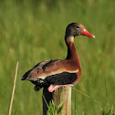 Black-bellied whistling duck