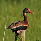 Black-bellied whistling duck