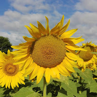 Girasole - Il fiore circolare di Saverionepi