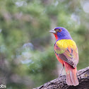 Painted Bunting