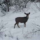 Black-tailed deer