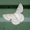 White Looper Moth