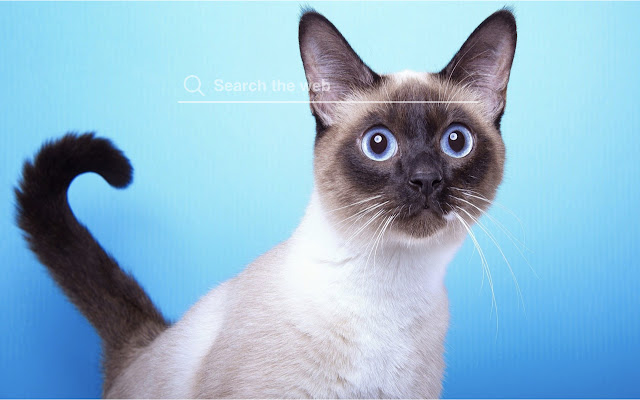 Siamese Cat and Kitten HD Wallpapers Theme