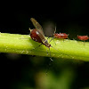 Aphid