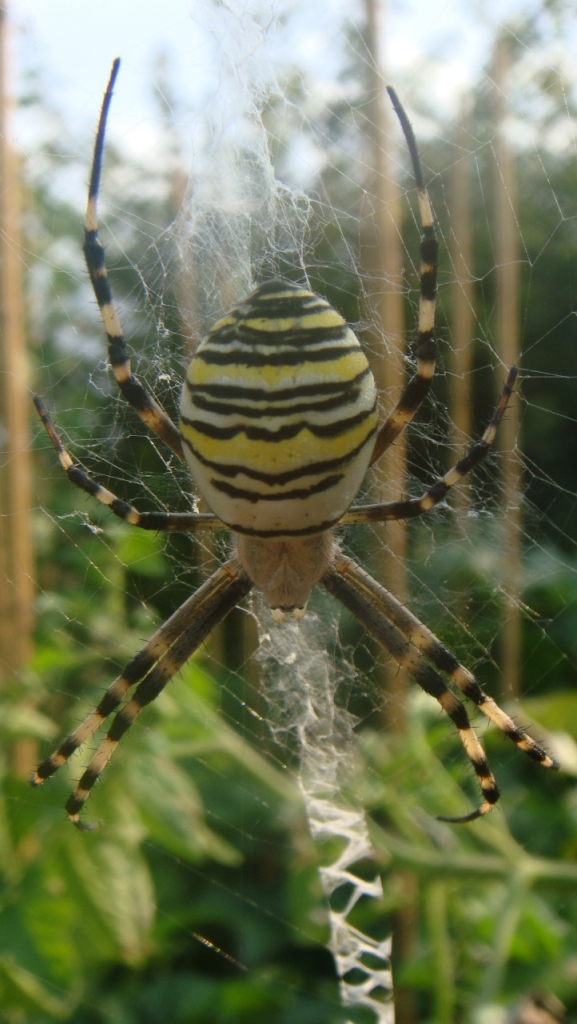 UN GIALLO...nel mio orto di faustus