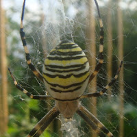 UN GIALLO...nel mio orto di 