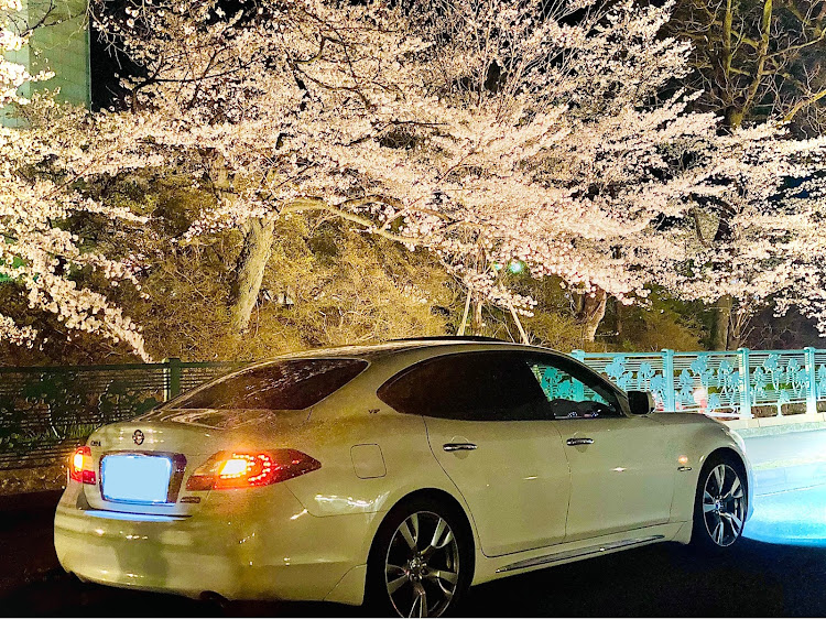 シーマのいいね、コメントありがとうございます。・夜桜・高崎市役所・タイヤサイズ悩み中・車検に向けてに関するカスタム事例の投稿画像1枚目