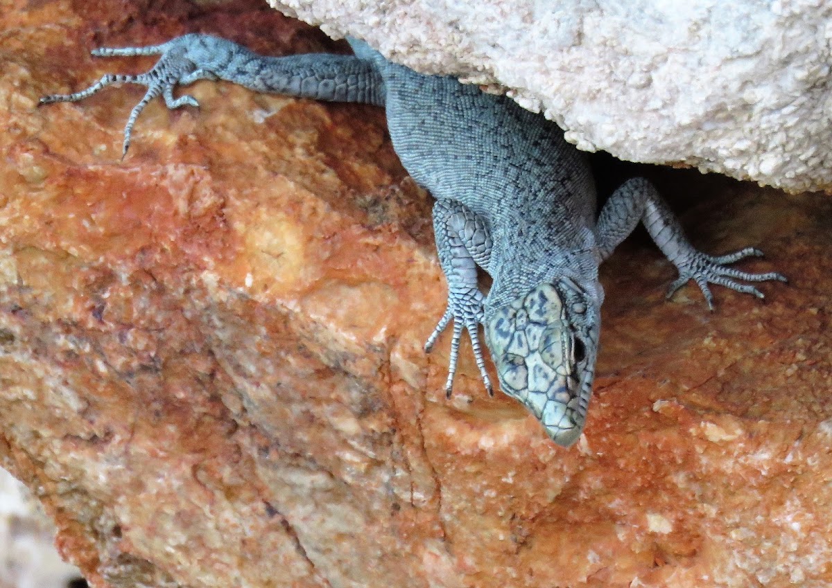 Dalmatian rock lizard