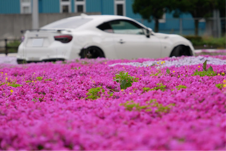 86のコロナウイルスに負けるな・愛車撮影・花コラボ・PPAP・野に咲く花の様にに関するカスタム事例の投稿画像3枚目