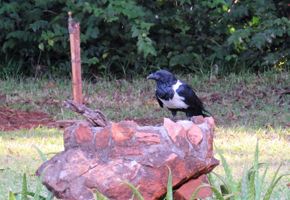 Pied Crow