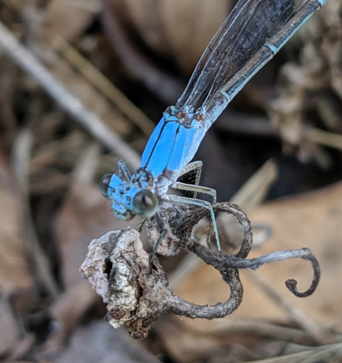 Powdered Dancer (Male)