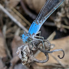 Powdered Dancer (Male)