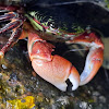 Striped Shore Crab